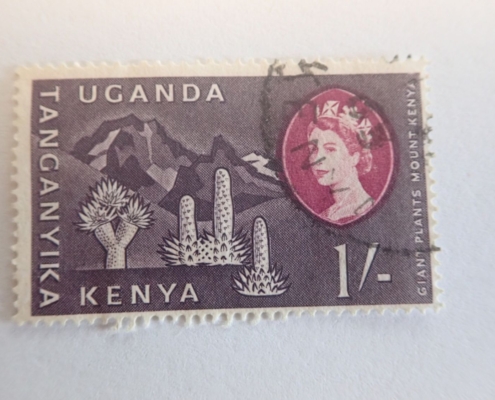 –, 1, Africa, Afrika, afrique, cactus, Frau, kaktus, kenya, tanganyika, uganda, used, violet, violett, woman