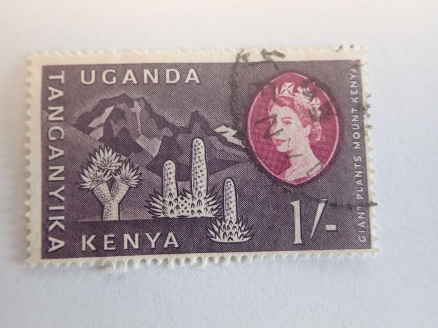 –, 1, Africa, Afrika, afrique, cactus, Frau, kaktus, kenya, tanganyika, uganda, used, violet, violett, woman